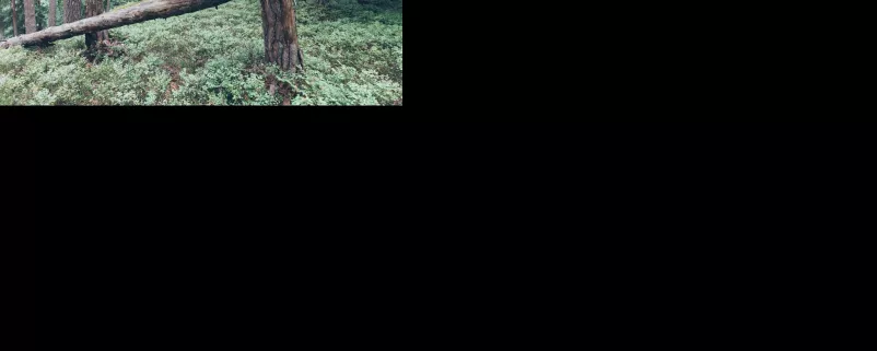 geknickter Baum in Wald