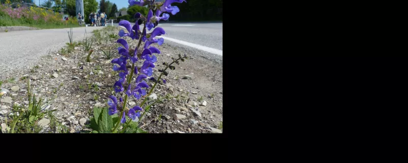 Blume am Straßenrand im Bundesland Salzburg
