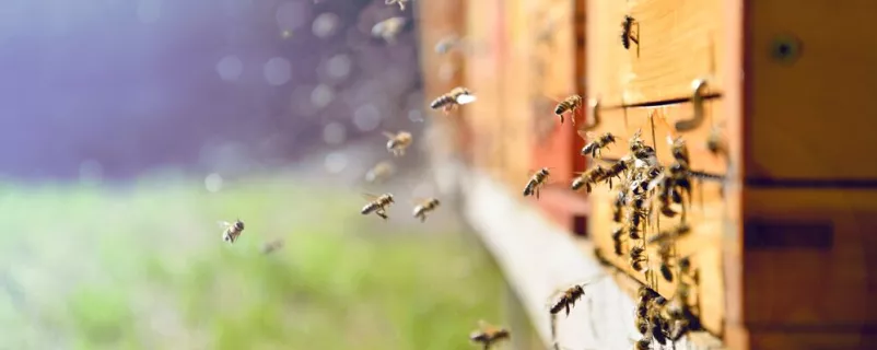 Bienenstock in Österreich