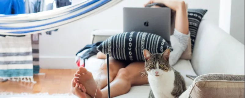 Katze in einer Mietwohnung