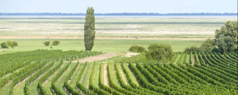 Blick auf Weingärten und auf den Neusiedler See