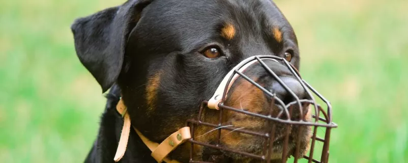 Rottweiler
