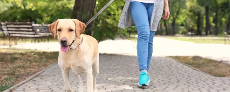 Hund an der Leine einer Frau im Park