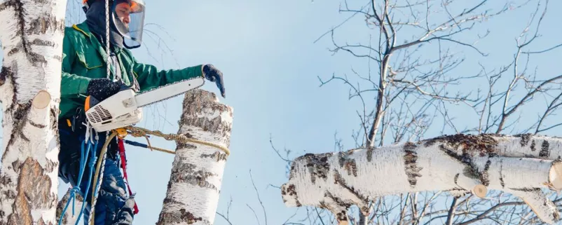 Baum wird zurückgeschnitten