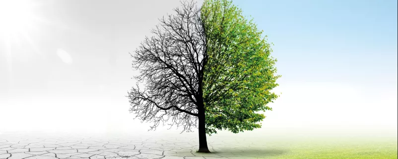 Baum mit zwei Hälften