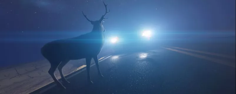Hirsch auf einer Straße