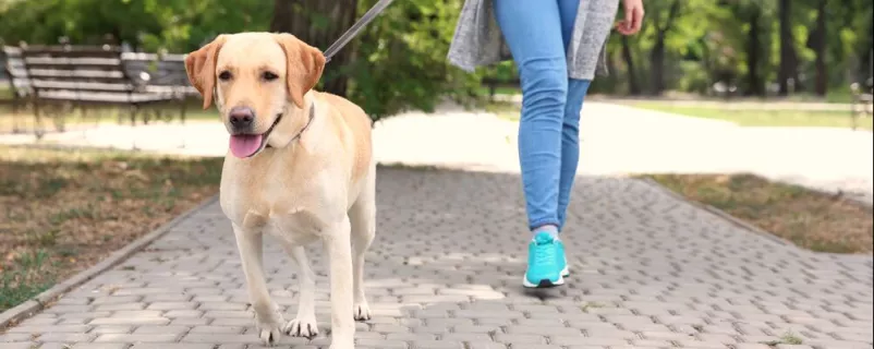 Hund an der Leine