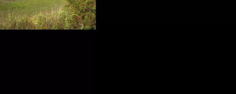 Grüne Landschaft