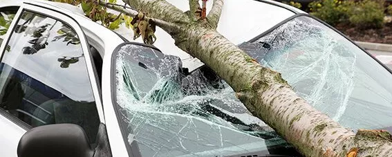 Ast zerstört Auto