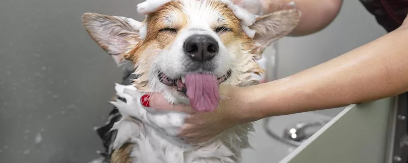Hund wird gewaschen