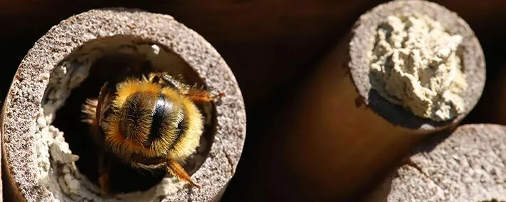 Biene im Insektenhotel