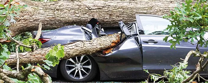 Auto wurde unter umgefallenen Baum begraben
