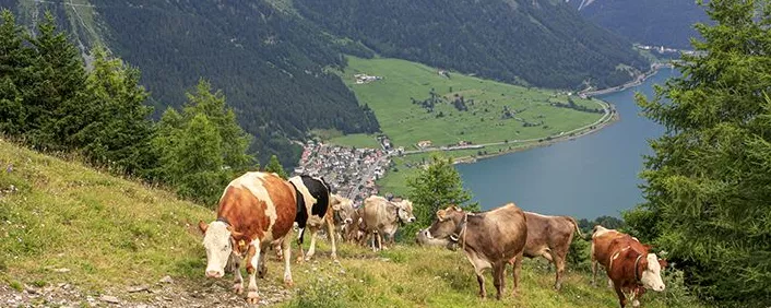 Blick auf den Reschensee