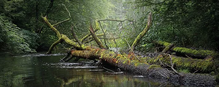umgestürzter Baum