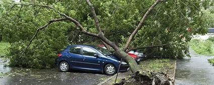 Baum ist auf ein Auto gefallen