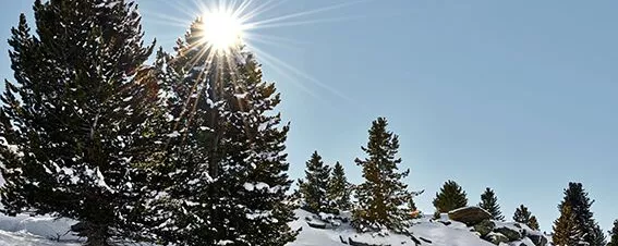 Schutzwald bei Obergurgl