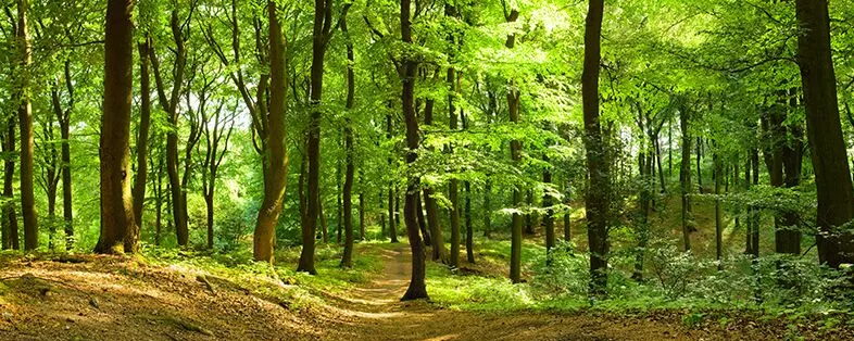 Wald
