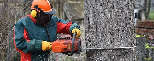 Baum wird umgeschnitten