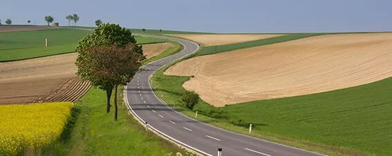 Landstraße mit Baum