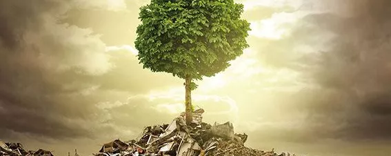 Baum steht auf Bauresten