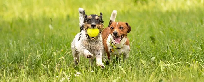 Hunde auf einer Wiese