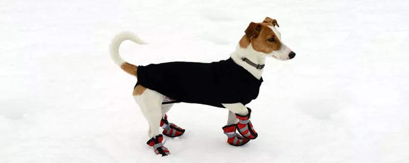 Hund steht mit kleinen Schuhen auf Schnee