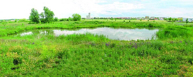 Retentionsraum für den Weidenbach am Rand von Gänserndorf 