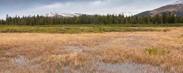 Moorlandschaft im Herbst