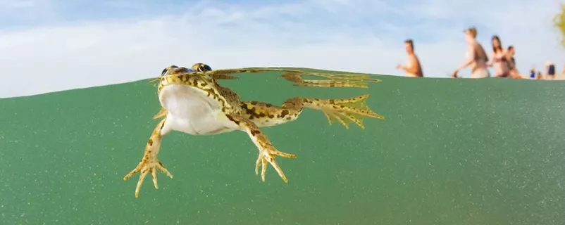 Frosch im Wasser