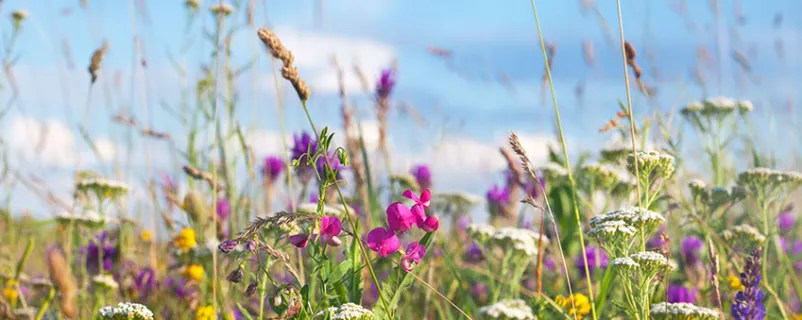Blumenwiese