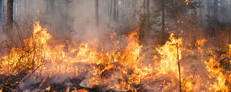 Waldbrand