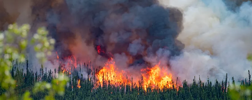 Waldbrand