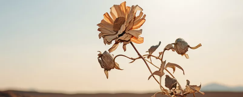 verdörrte Blume