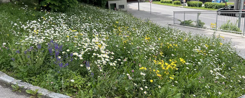 „Kontrollierte Verwilderung“ einer Rasenfläche in Waidhofen an der Ybbs.