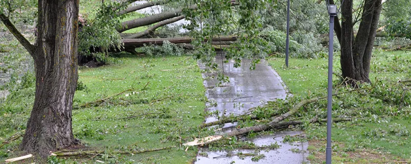 Sturmschäden bei einem Baum