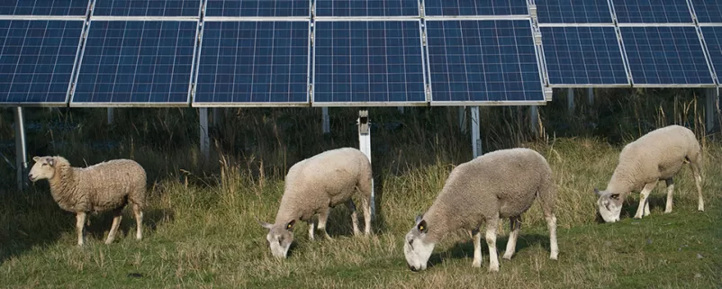 Schafe vor einer PV-Anlage