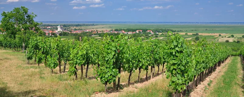 Blick auf den Neusiedler See