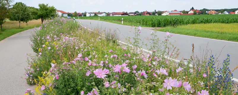 Grünstreifen mit Wildblumen zwischen Straße und Radweg