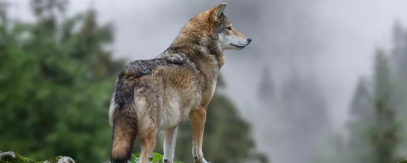 Wolf