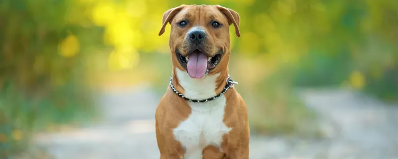 Staffordshire Terrier