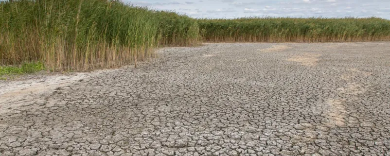 Dürre im Nationalpark Neusiedler See