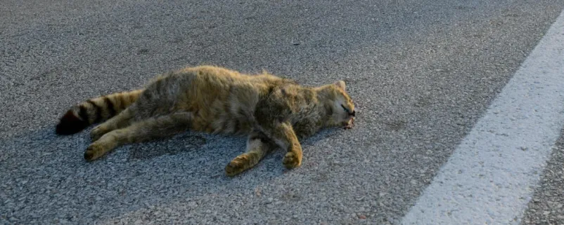 Überfahrene Wildkatze