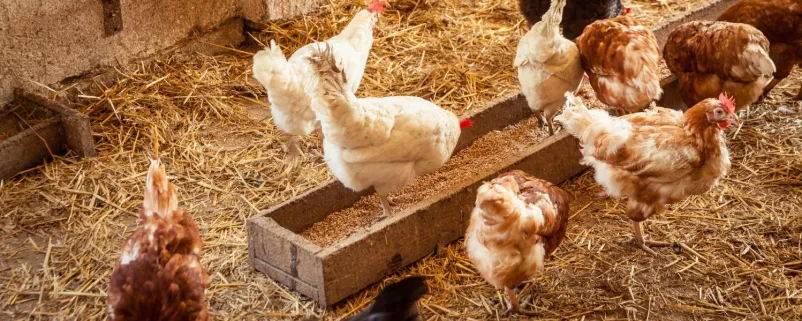 Hühner im Stall