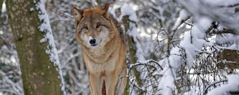 Wolf im Schnee