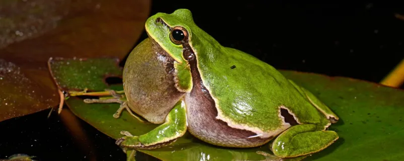 Laubfrosch 