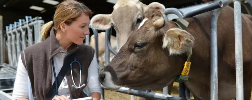 Tierärztin mit Kuh