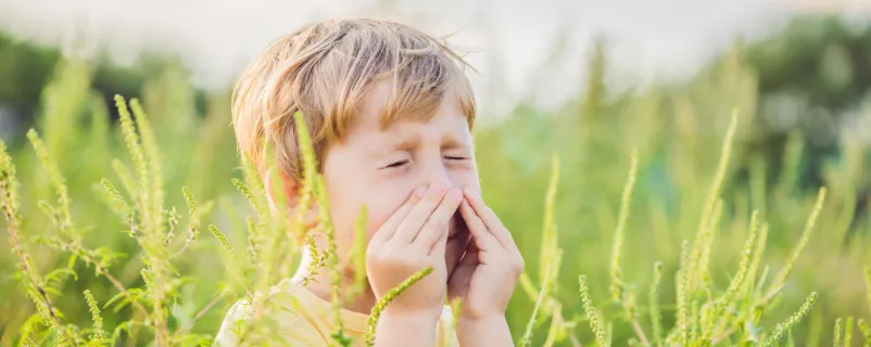 Kind niest wegen Ragweed-Allergie