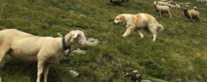 Schafe und Hirtenhund