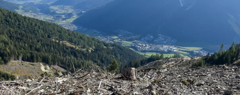 Schäden an einem Schutzwald