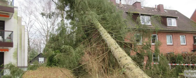 Baum ist auf ein Haus gestürzt